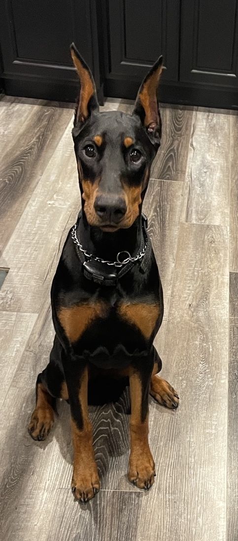 a black and brown dog sitting on top of a wooden floor next to a door