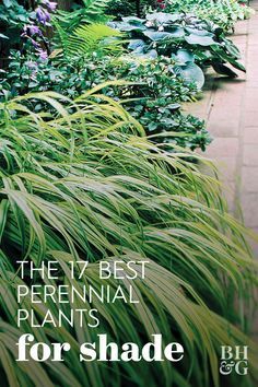 the 7 best perennial plants for shade