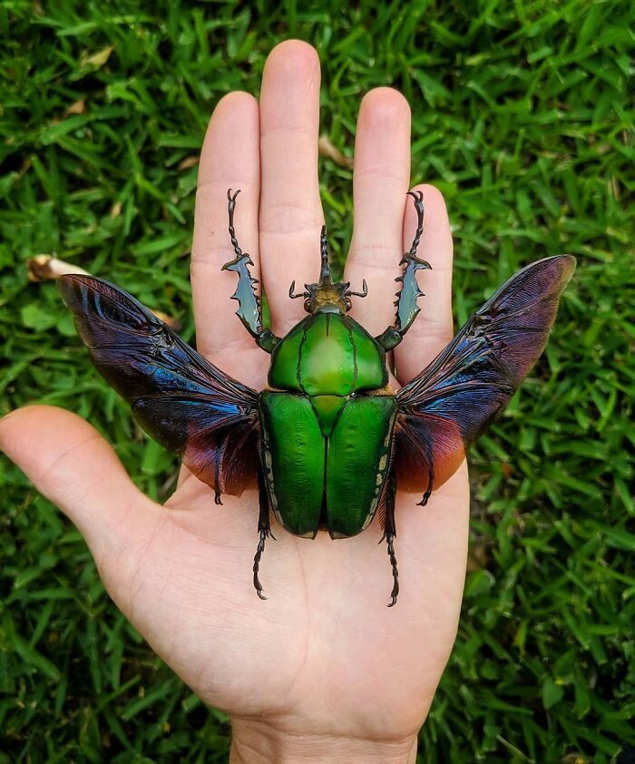 a green bug sitting on top of a person's hand