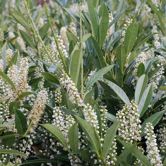 some white flowers and green leaves on a bush