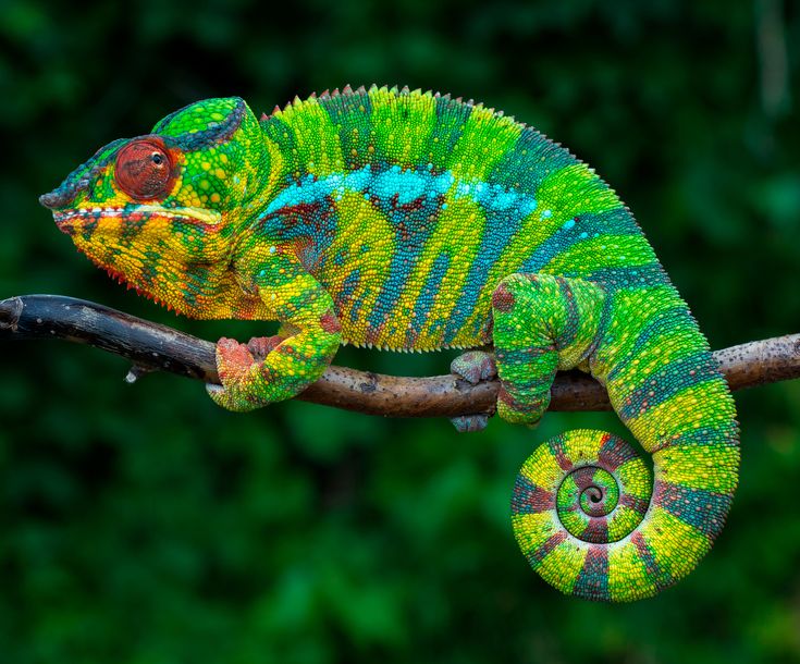 a green and blue chamelon is sitting on a branch