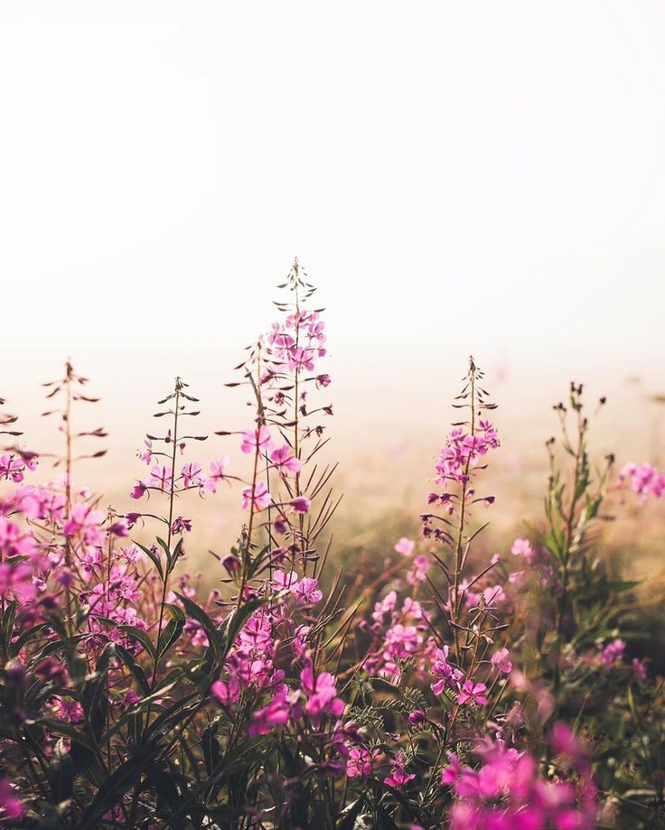 purple flowers in the middle of a field on a foggy day with sun shining through