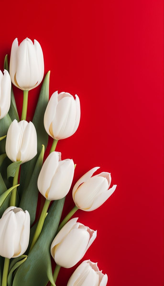 a bouquet of white tulips on a red background