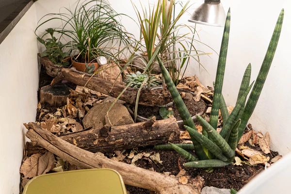 an indoor planter is filled with plants and rocks, including succulents