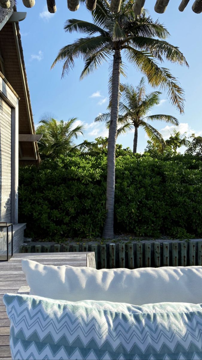 a couch sitting on top of a wooden floor next to a palm tree