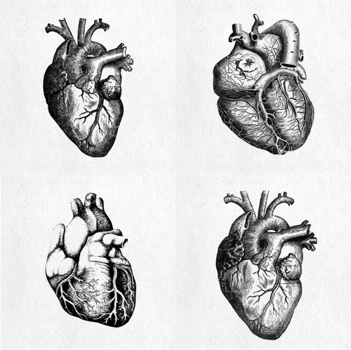 Ventricles, coronary arteries and all... perhaps an idea for a tattoo? (: #cardiologist Anatomical Heart Tattoo, Text Tattoo, Heart Illustration, 다크 판타지, Heart Images, Anatomical Heart, Human Heart, Scientific Illustration, Anatomy Art