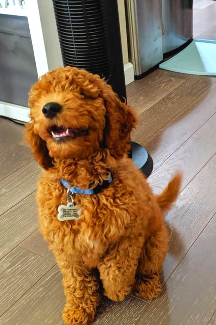 a brown dog sitting on top of a wooden floor