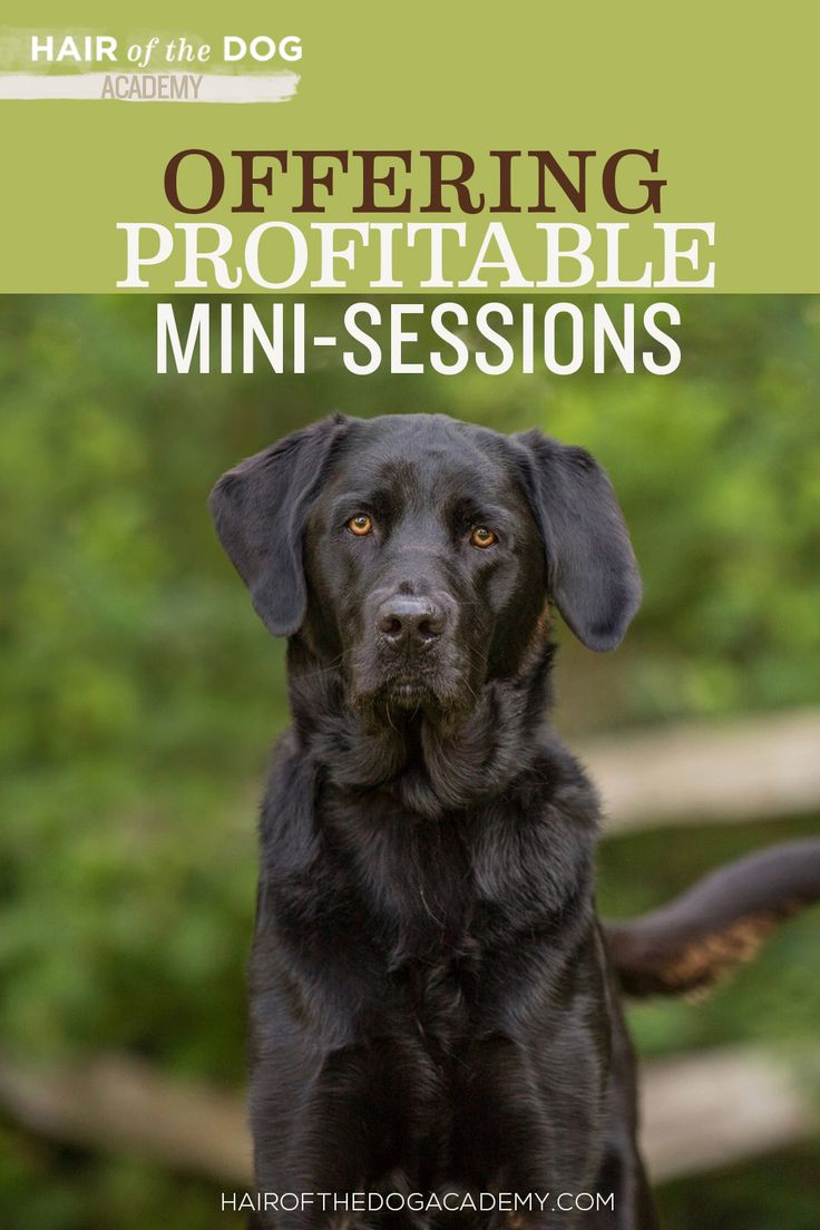 a black dog sitting on top of a lush green field with the words, offering proffiable mini - session