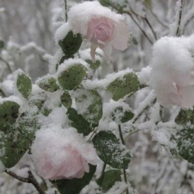 some pink flowers are covered in snow