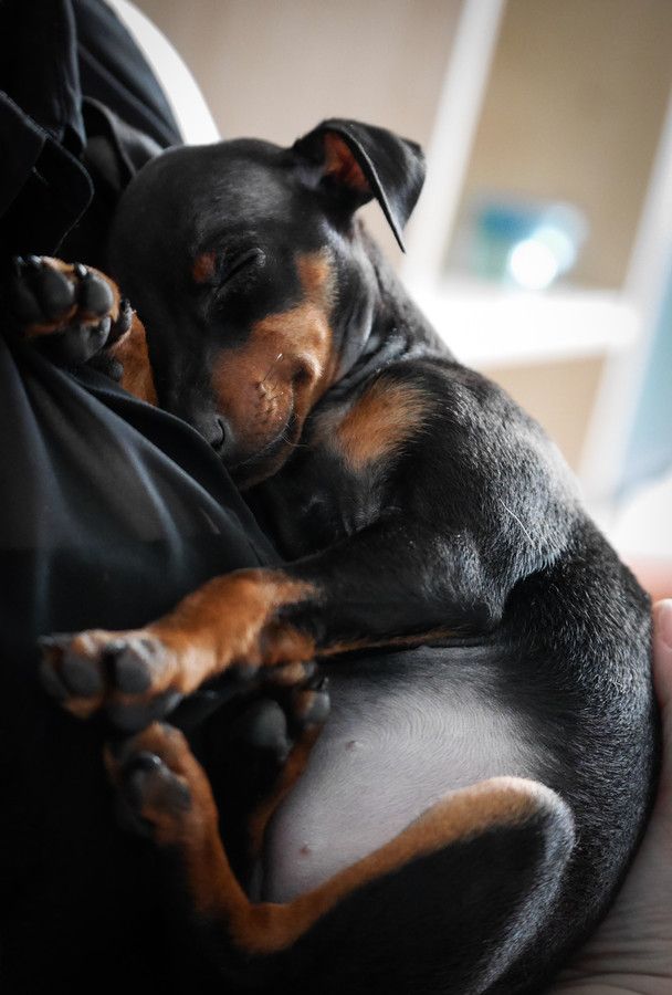 a black and brown dog laying on top of a couch next to a person's hand