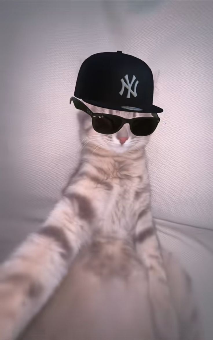 a cat wearing sunglasses and a baseball cap