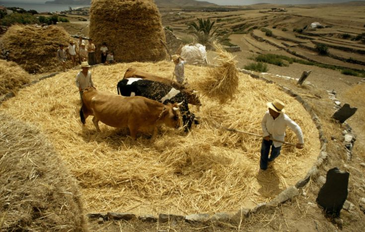 several people are standing around hay bales with animals