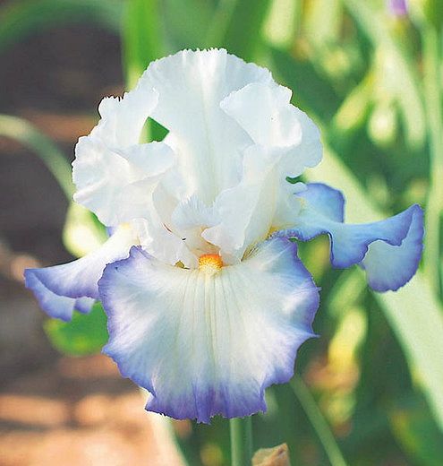 a white and blue flower with green leaves in the backgrounnd, on a sunny day