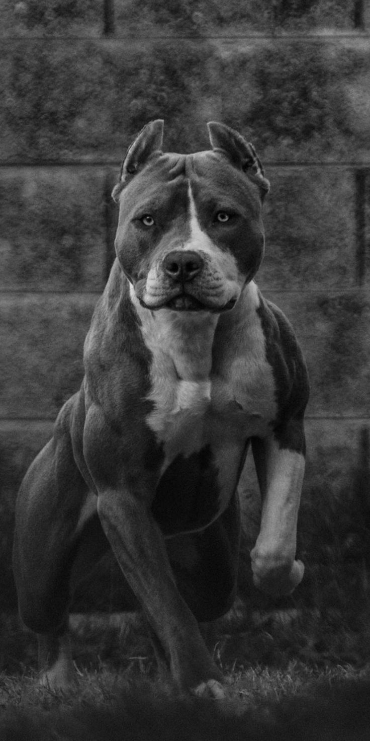 a black and white photo of a pitbull in front of a brick wall