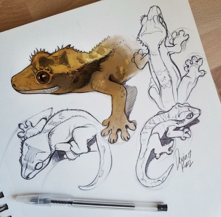 a drawing of a gecko and other animals