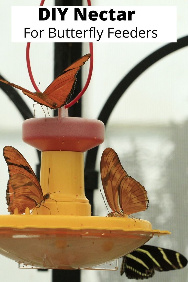 two butterflies sitting on top of a yellow bird feeder with the words diy nectar for butterfly feeders