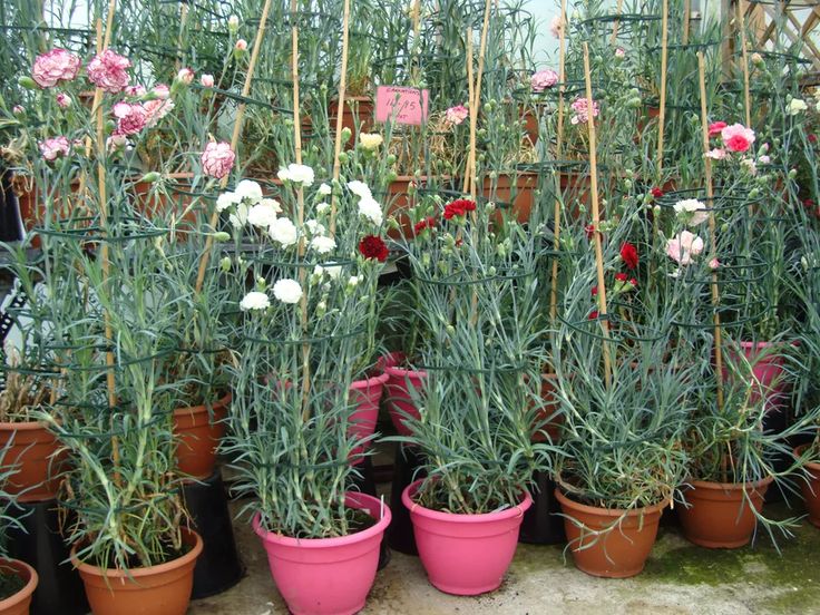 many potted plants with pink and white flowers