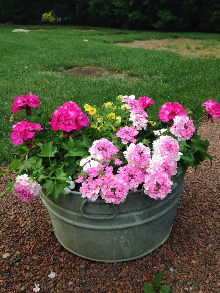 some pink and white flowers in a metal bucket on the ground near green grass,