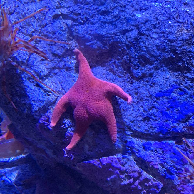 a red starfish in an aquarium with rocks and plants on the bottom right side