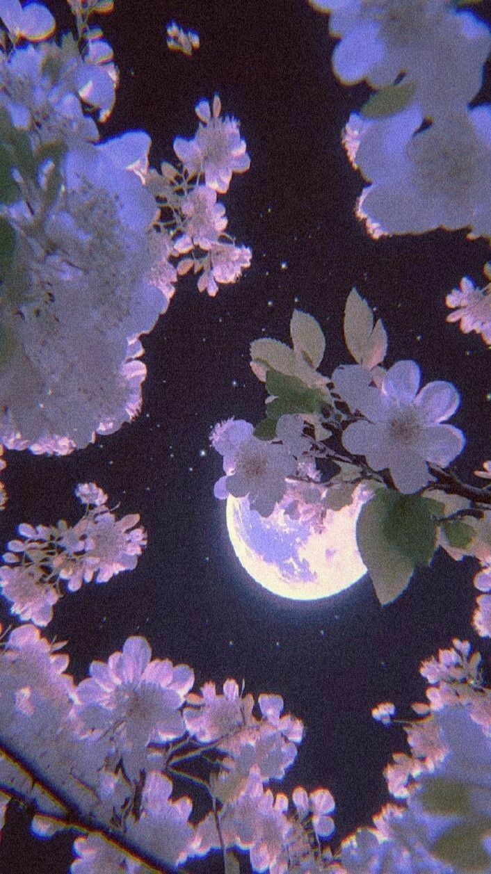 the full moon is seen through some white flowers