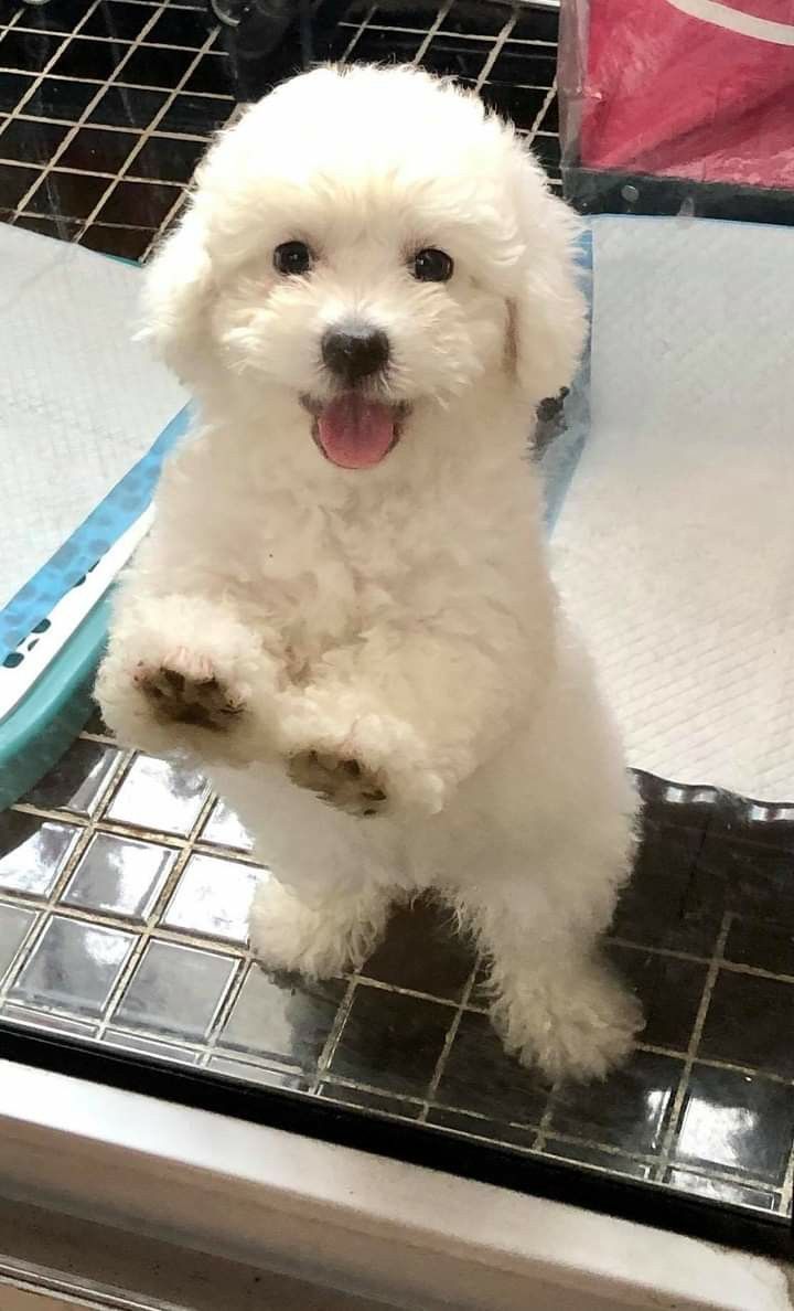 a small white dog standing on top of a tiled floor