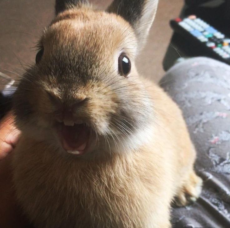 a close up of a rabbit with its mouth open and it's tongue out