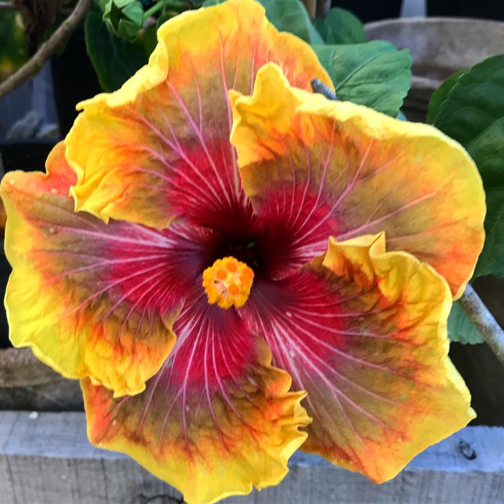 a large yellow and red flower with green leaves in the backgrounnds