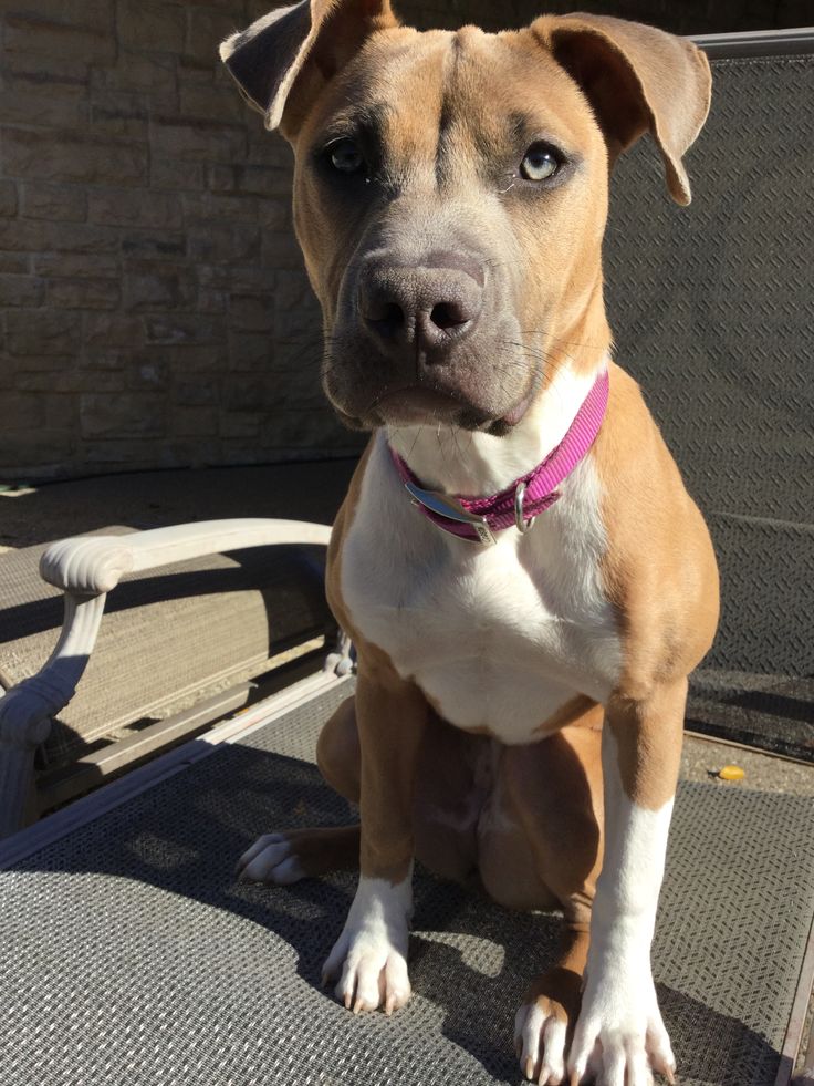 a brown and white dog sitting on top of a chair