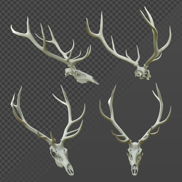 four white deer heads with antlers on a transparent background