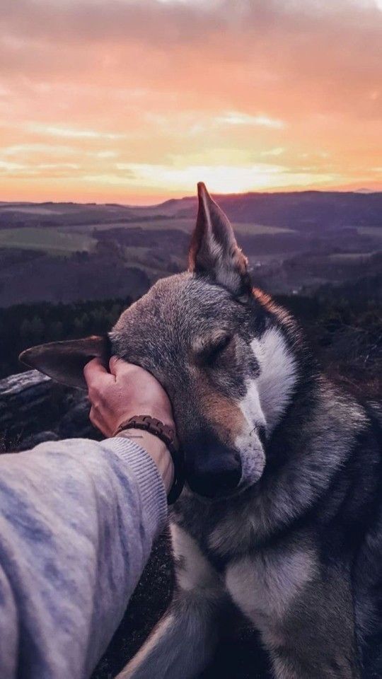 a dog is being petted by someone on the top of a mountain at sunset