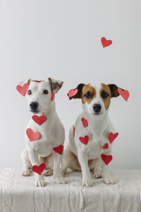 two dogs with hearts on their collars sitting next to each other in front of a white background