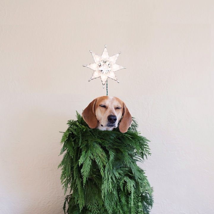 a dog is sitting on top of a christmas tree with a star ornament on it's head