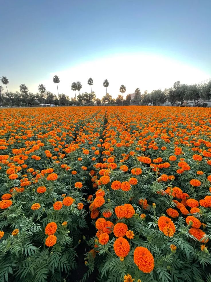 an orange flower field with palm trees in the background