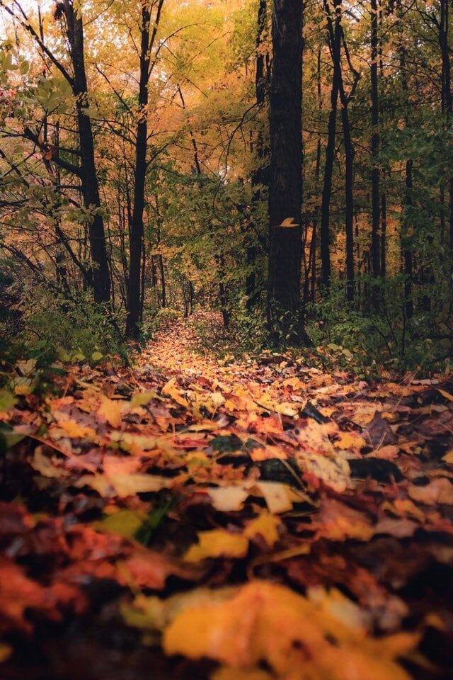 the leaves on the ground are covering the path in the woods with trees lining both sides