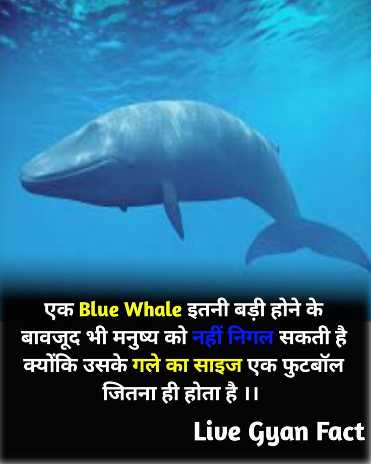 a dolphin swimming in the ocean with a caption that reads, blue whale and it is