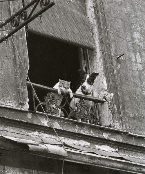 two dogs and a cat are looking out the window from an old building with broken windows