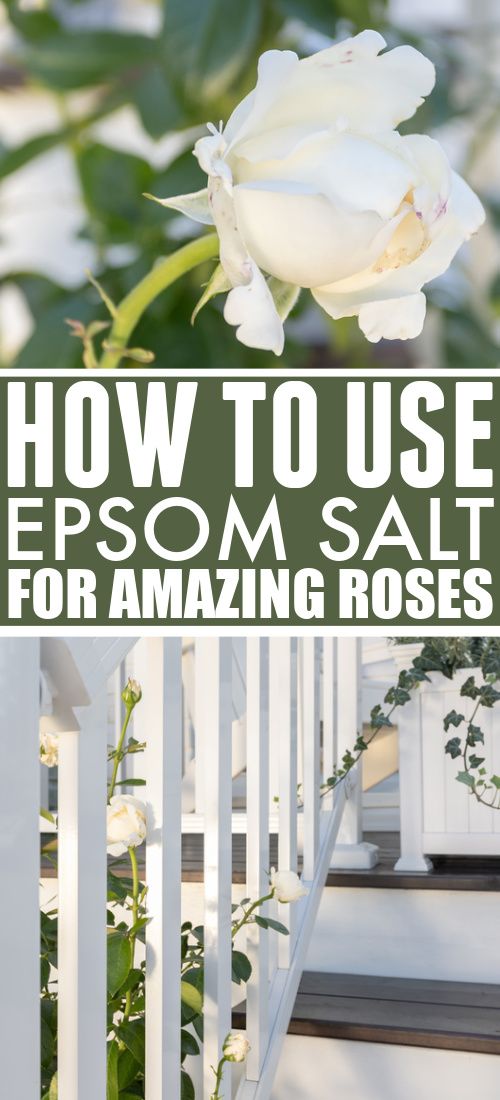 a white rose sitting on top of a set of steps with the words how to use epsom salt for amazing roses