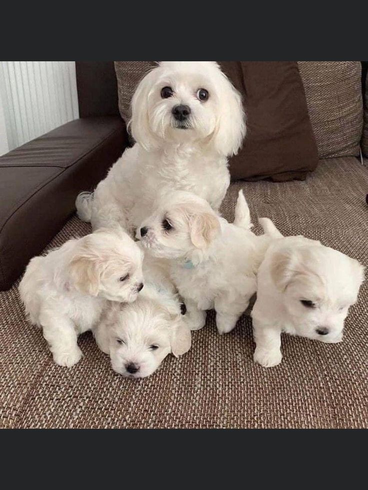 a group of white puppies sitting on top of a couch next to each other