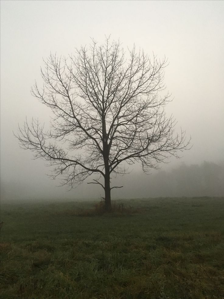 a lone tree stands in the middle of a field on a foggy, overcast day