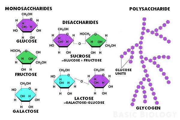 the diagram shows different types of polychlorides