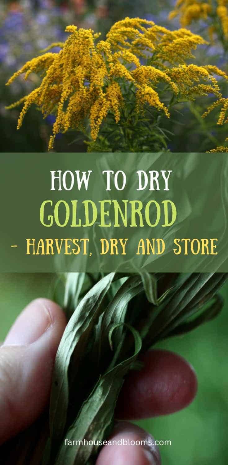 someone holding some flowers with the words how to dry goldenrod harvest, dry and store