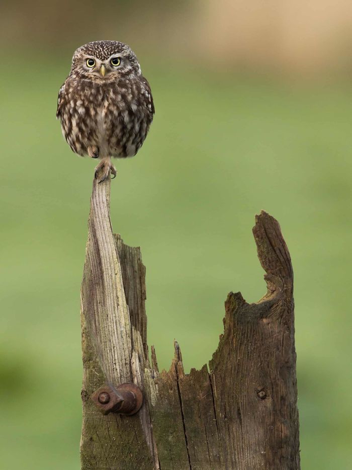 an owl sitting on top of a wooden post with green grass in the back ground