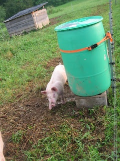 two pigs standing next to each other in the grass near a barrel and wire fence