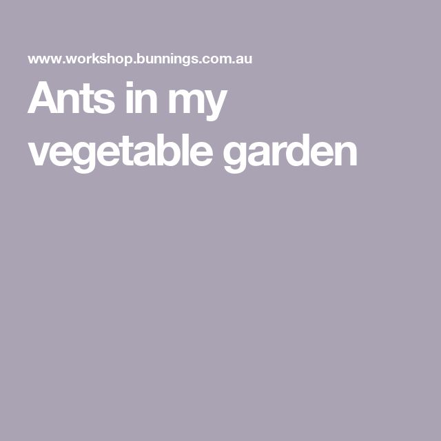 the words ants in my vegetable garden are white