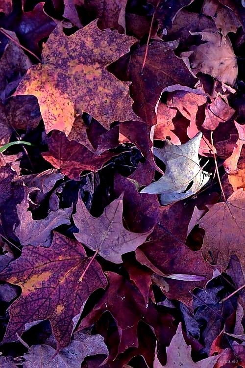 many different colored leaves laying on the ground