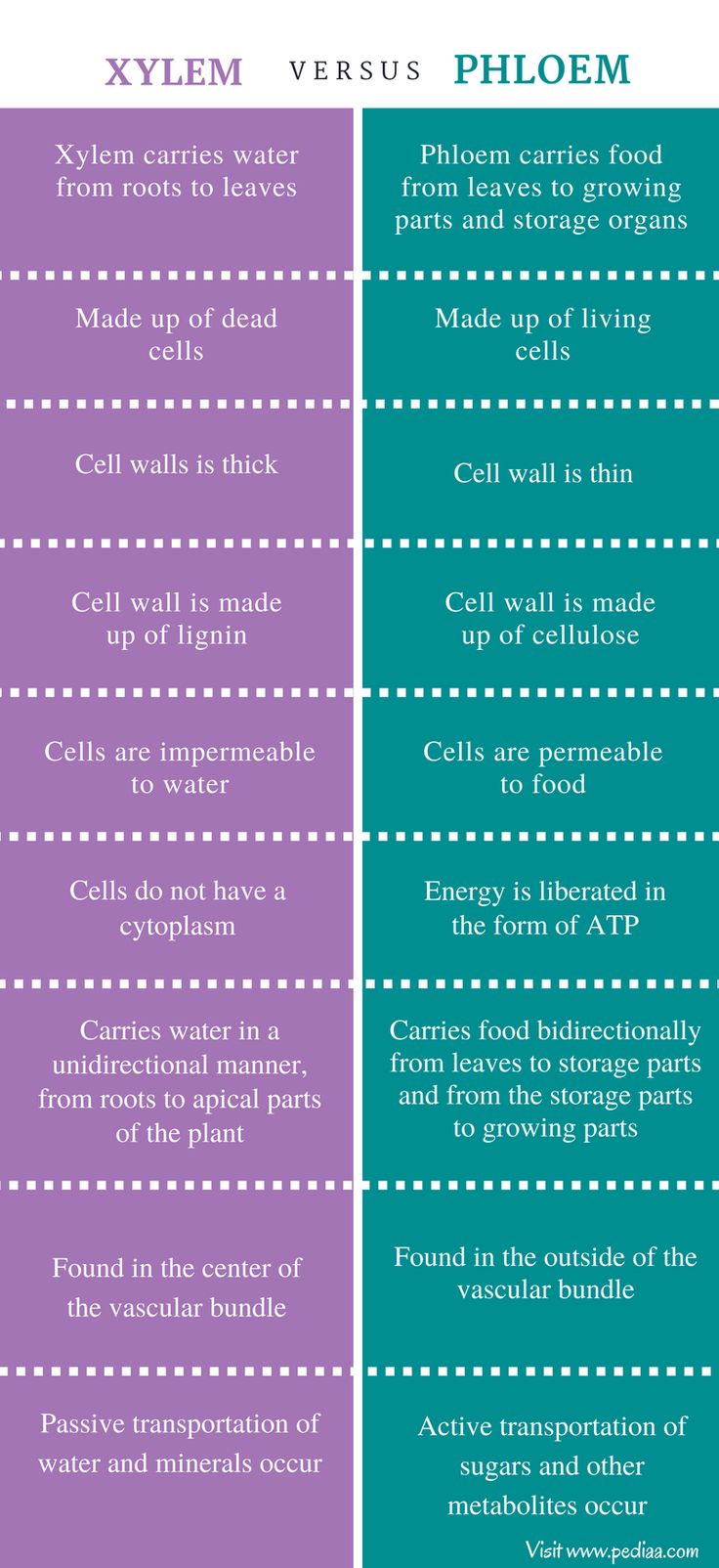 the differences between xylem versus ploem and phoem infographic