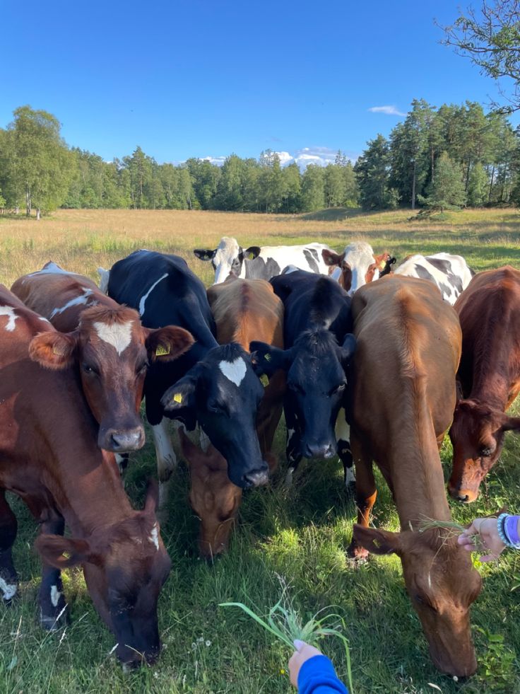 a herd of cows grazing on grass in a field