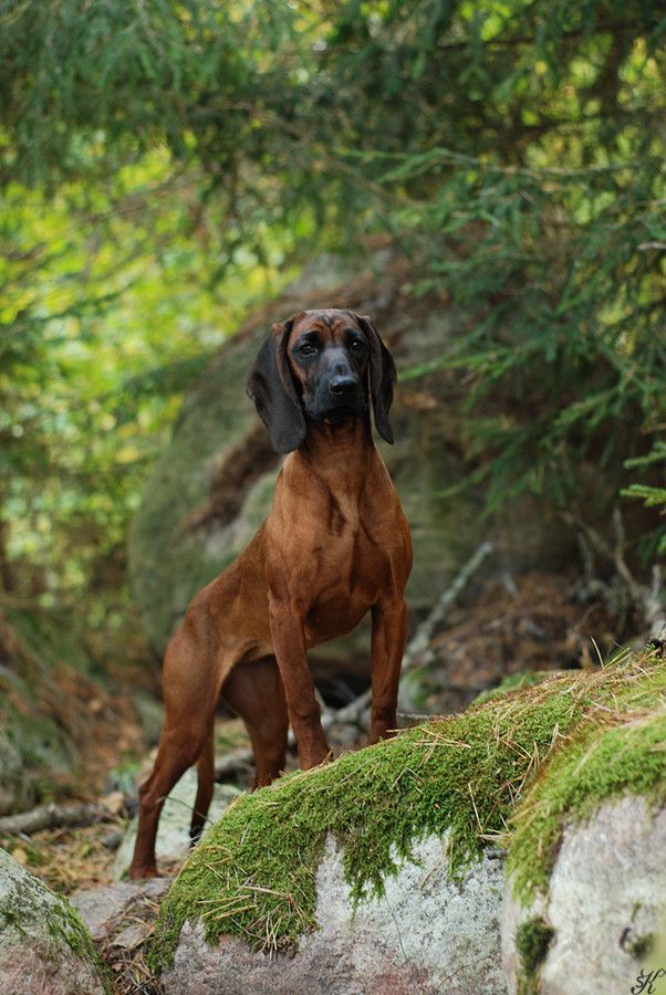 a brown dog standing on top of a rock covered in green mossy grass and trees