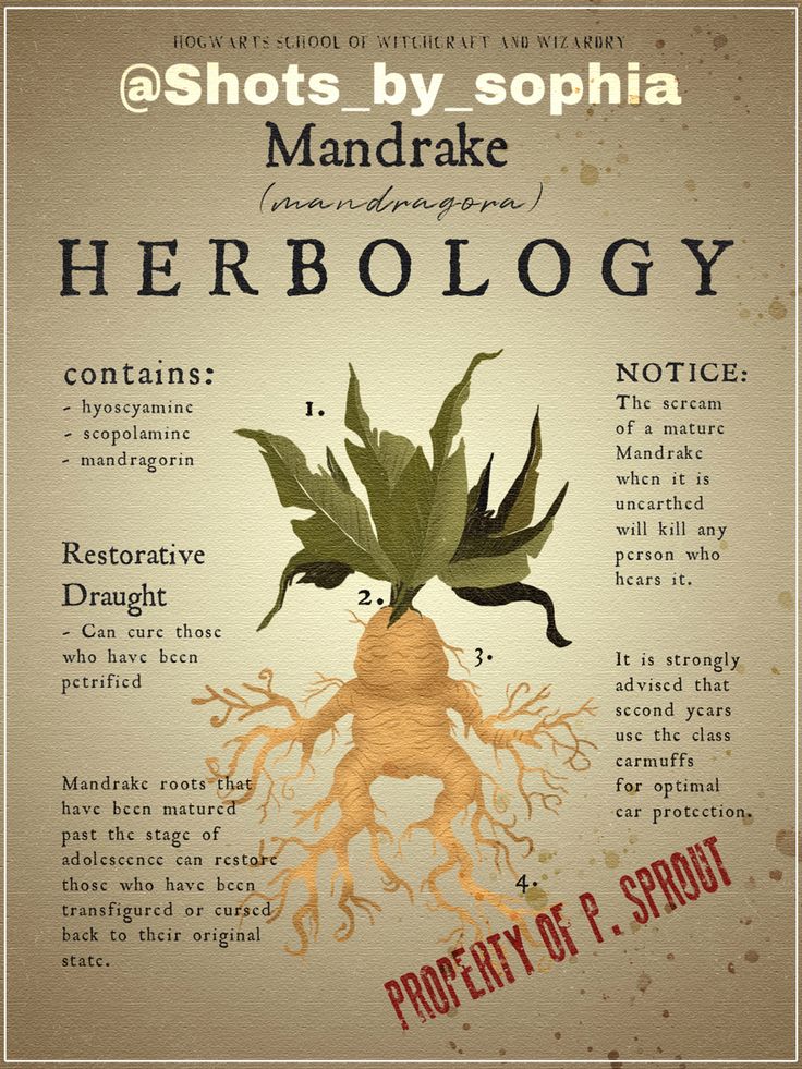 a poster with words describing the roots and parts of a plant that is labeled in red