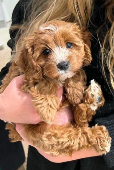 a woman holding a small brown dog in her arms